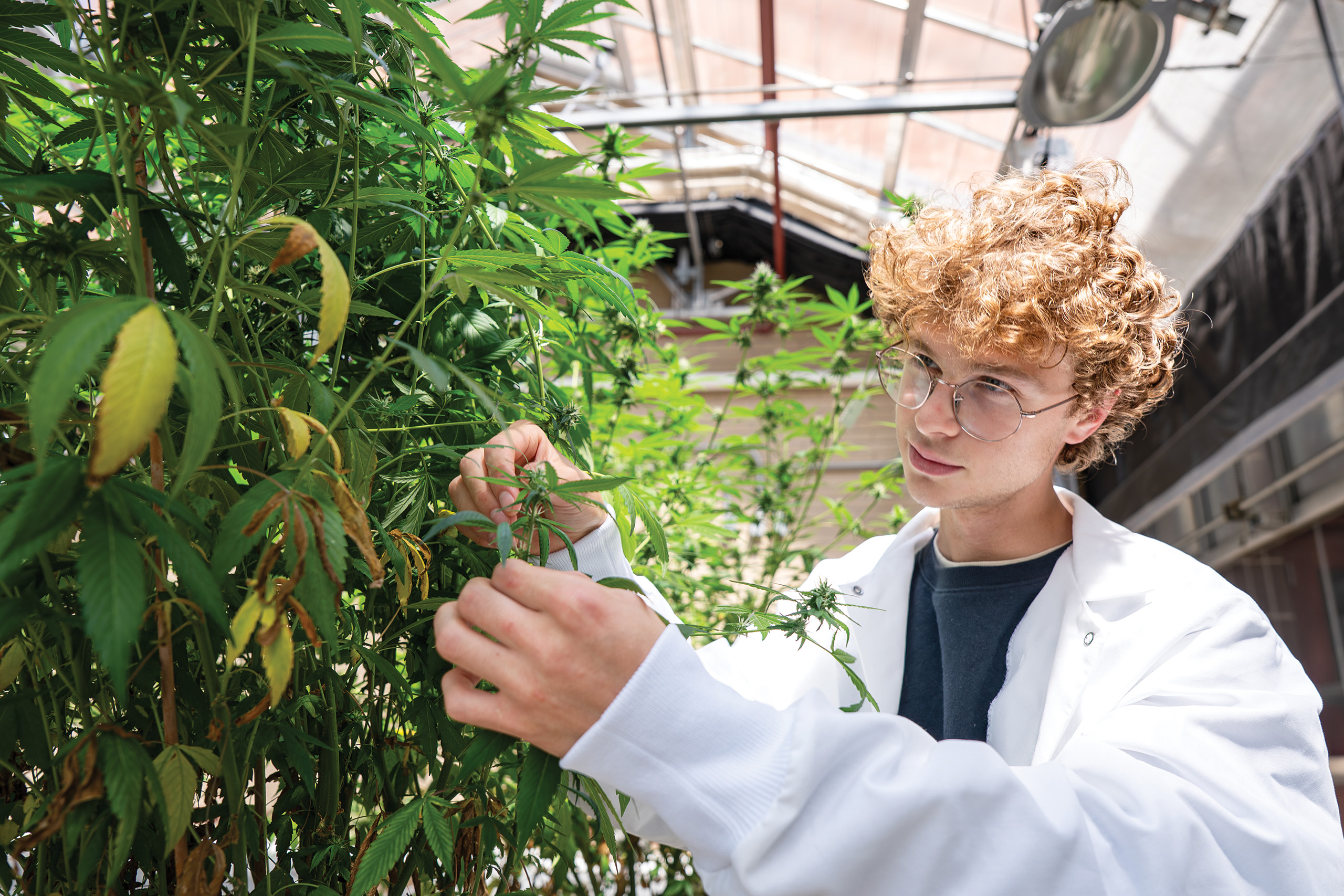 student researcher inspecting a plant in a greenhouse