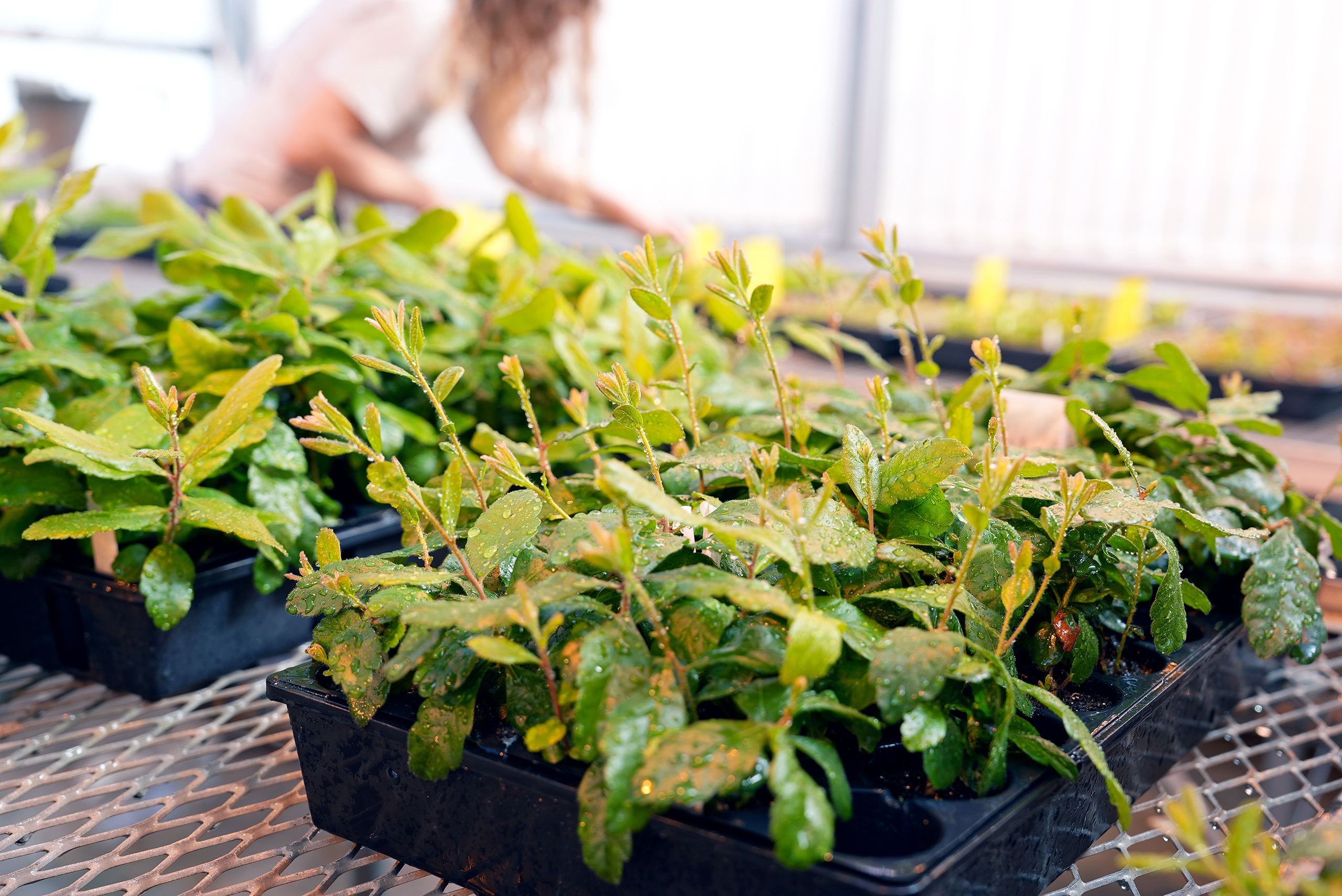 cllose-up of plants in a greenhouse