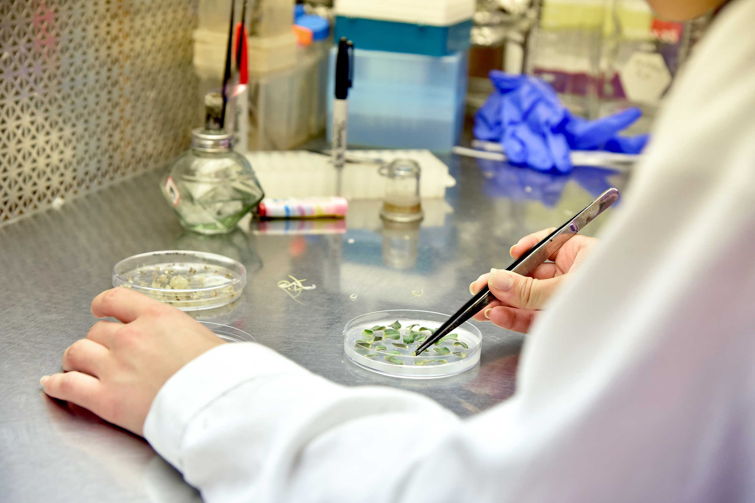 reseacher using tweezers on plants in a petri dish