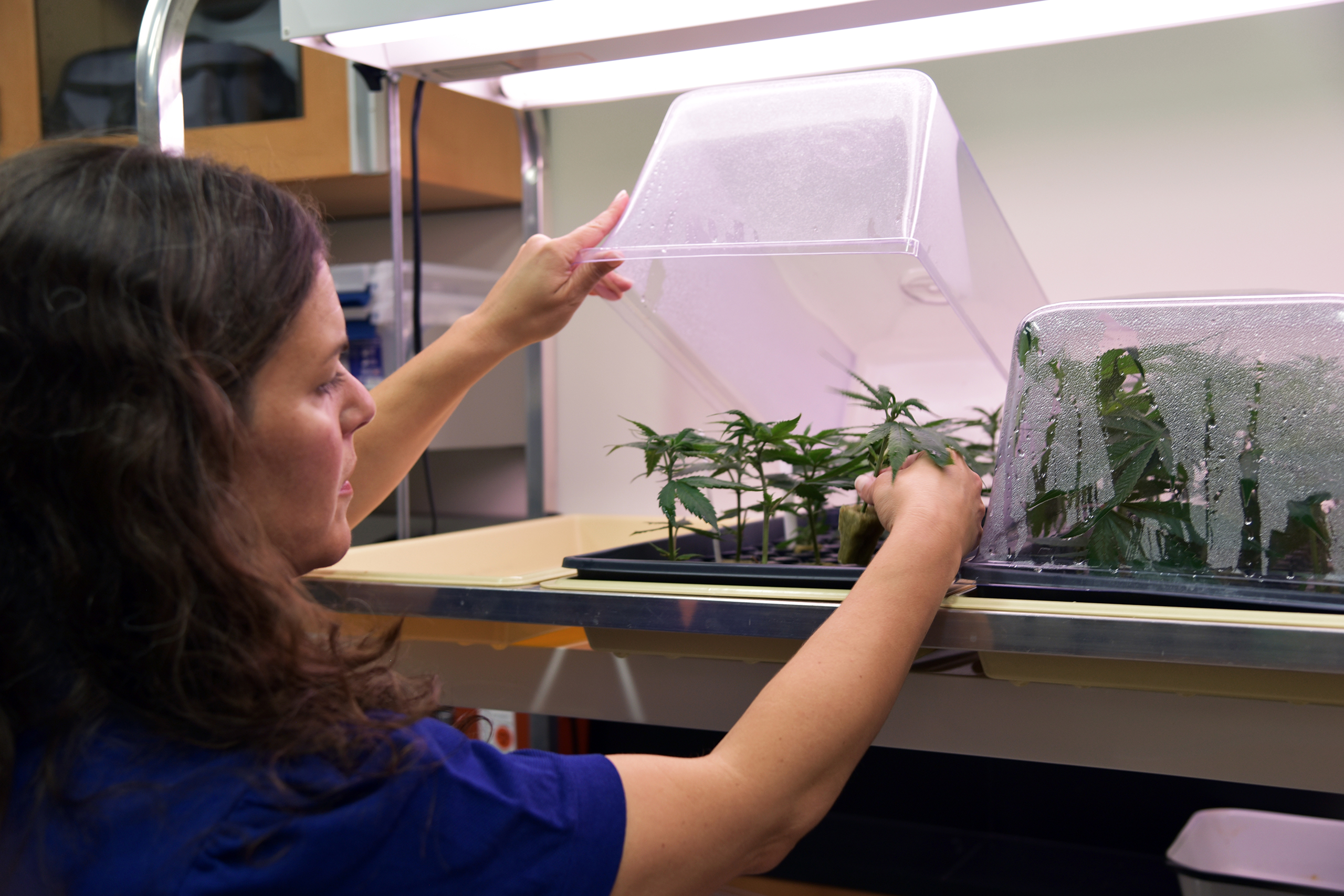 checking in on plant research samples