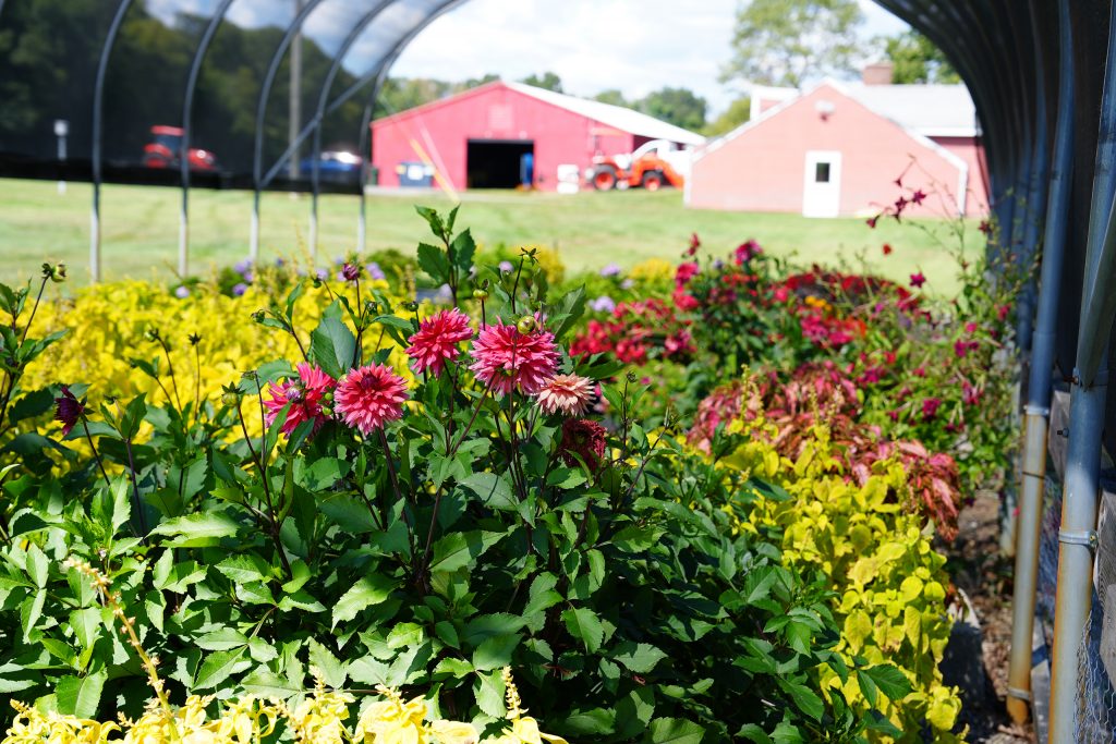 flowers under a tunnel screen