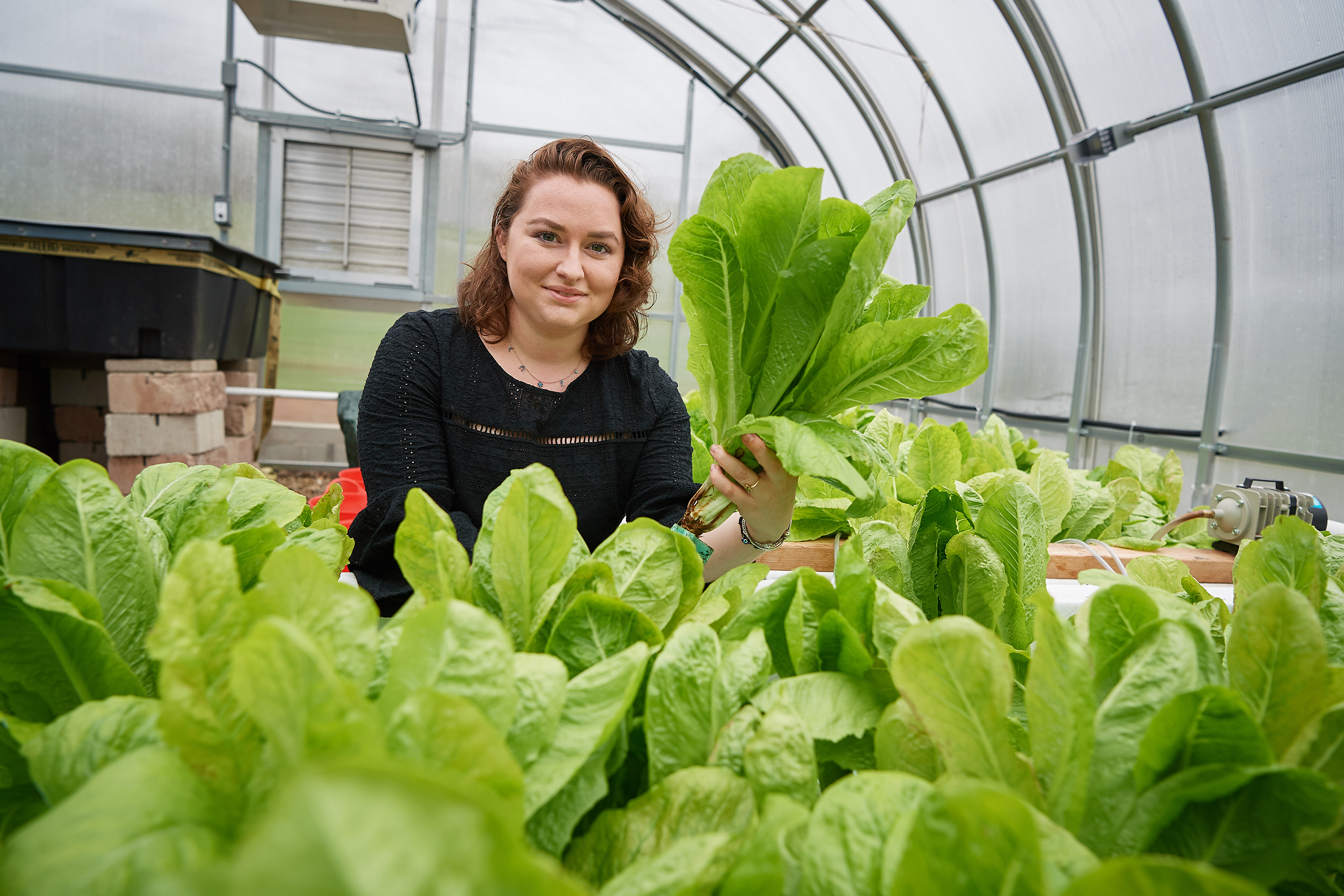 student picking lettuce leaves in a greenhouse
