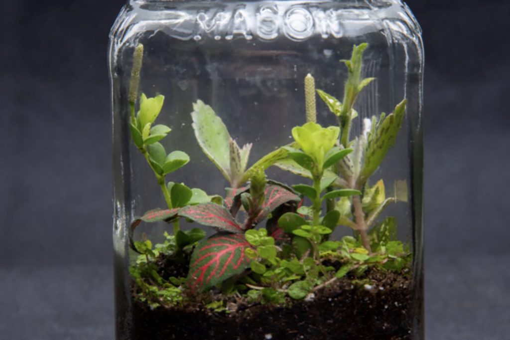 a terrarium in a mason jar